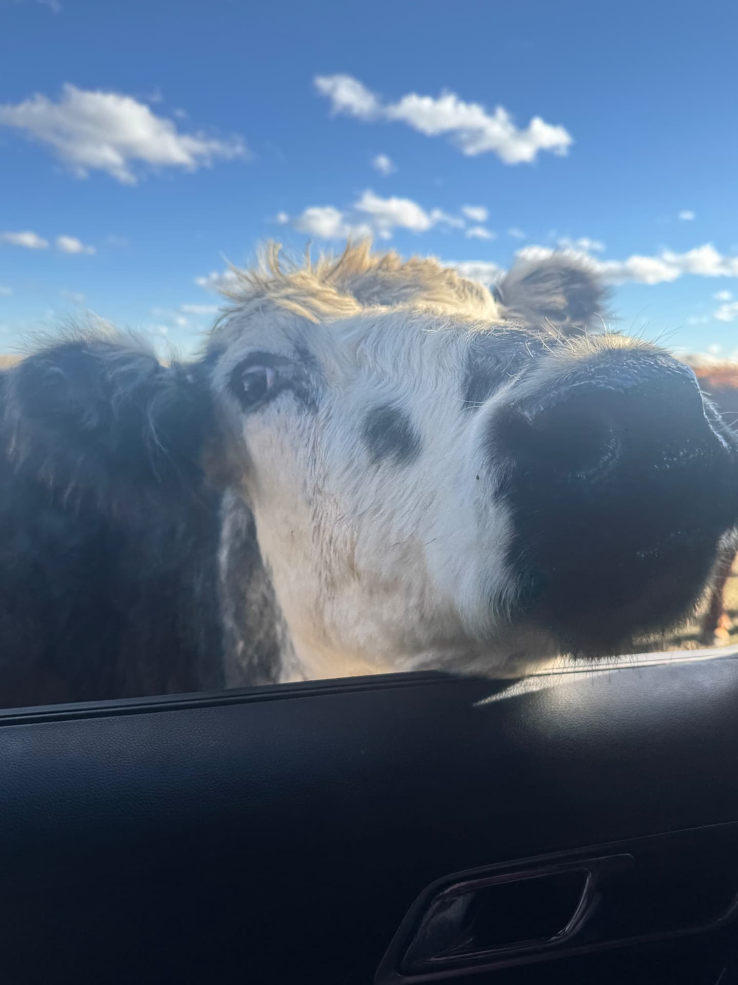 Nose to the Window — The High Plains