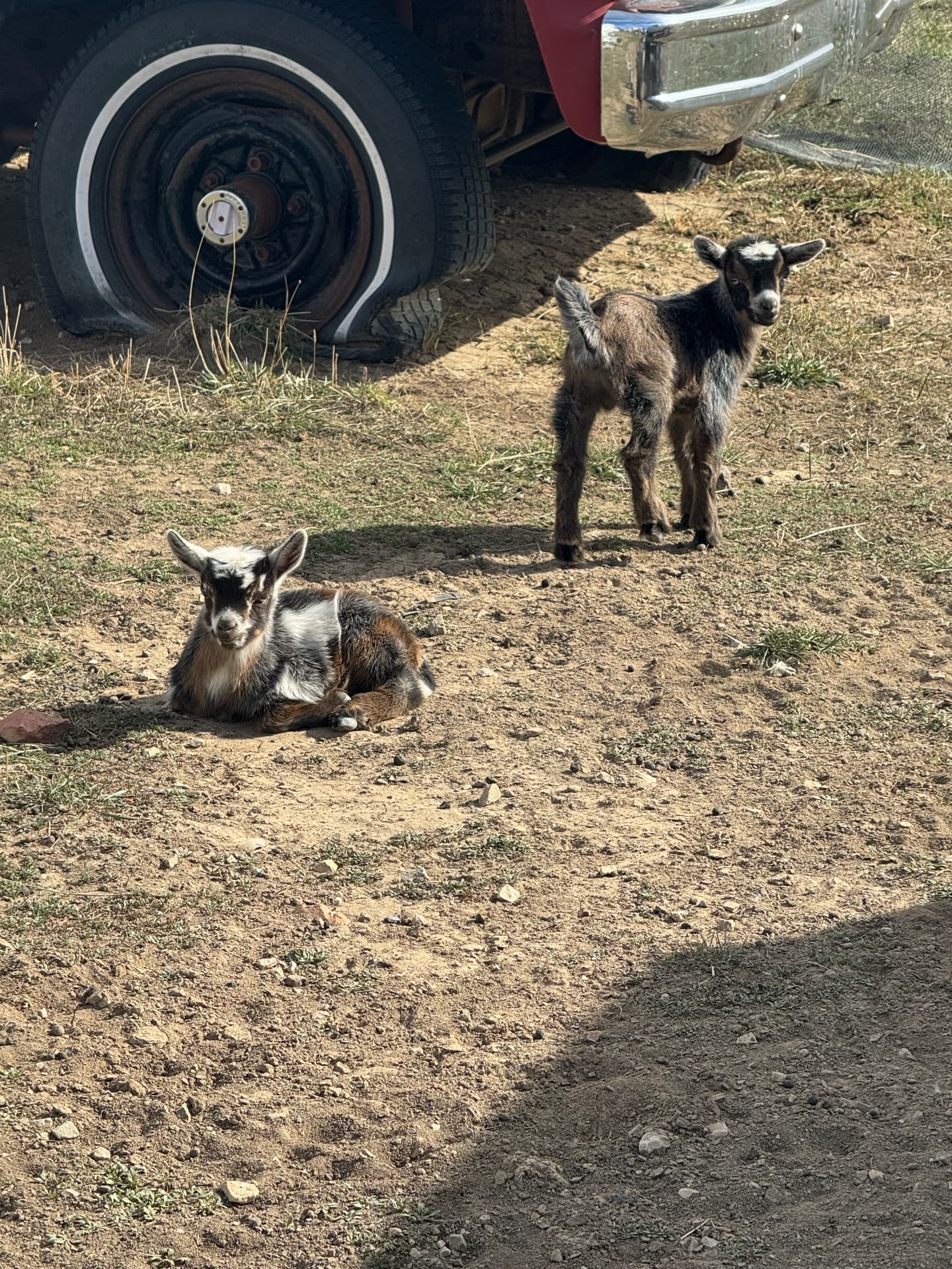 Kids in the Yard — The High Plains
