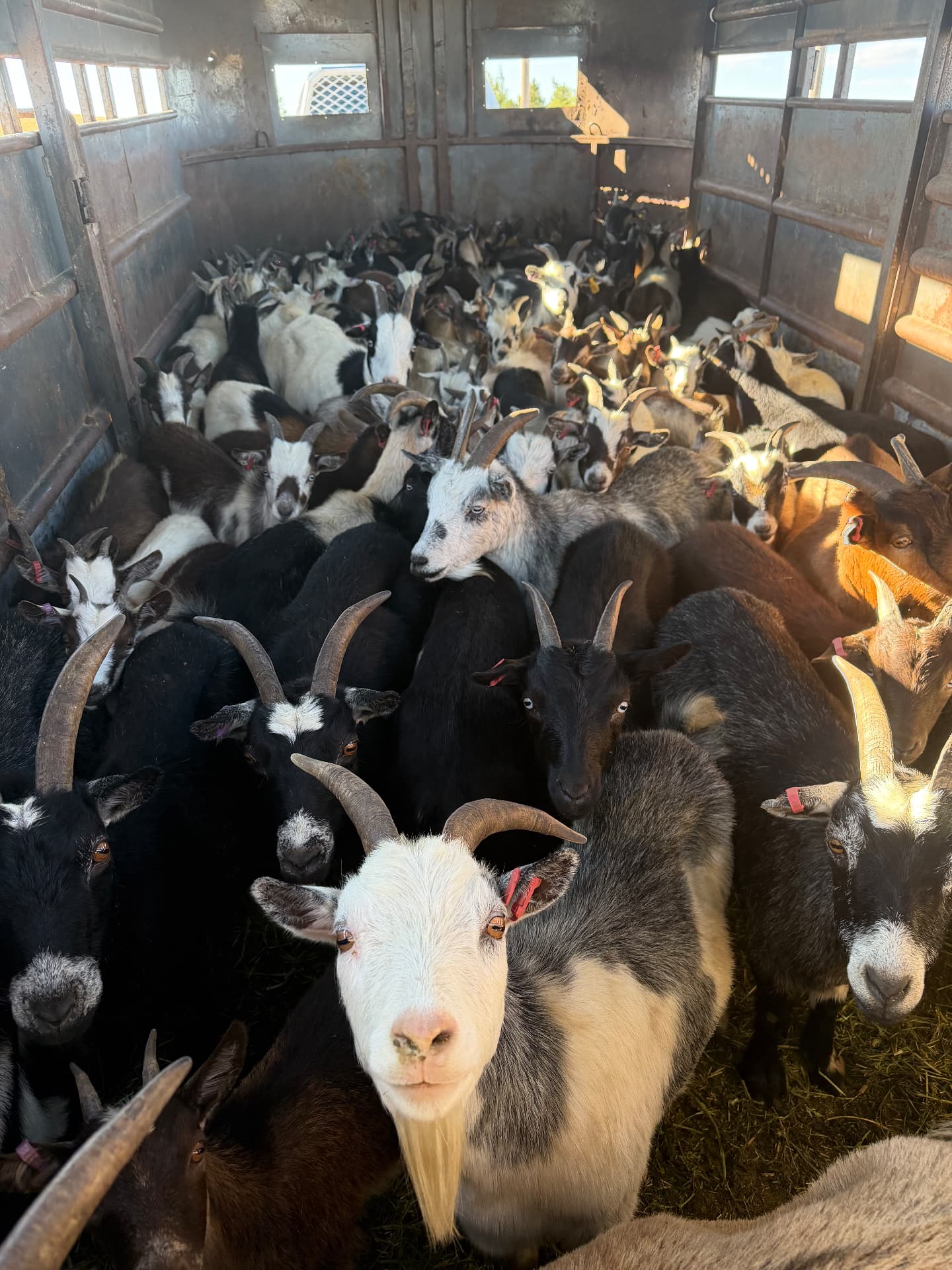 A Trailer Full of Goats — The High Plains