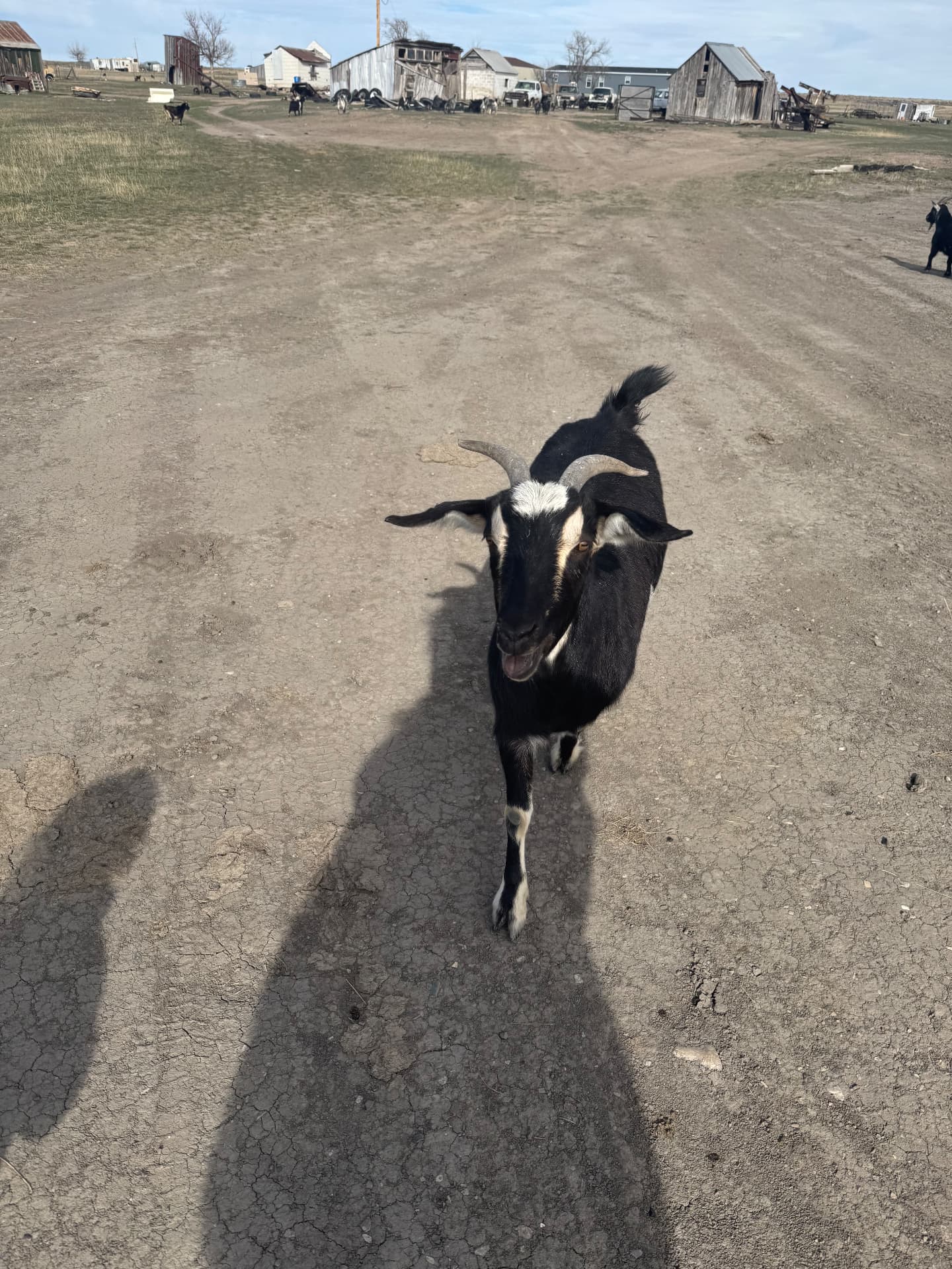 Billy on the Lane — The High Plains