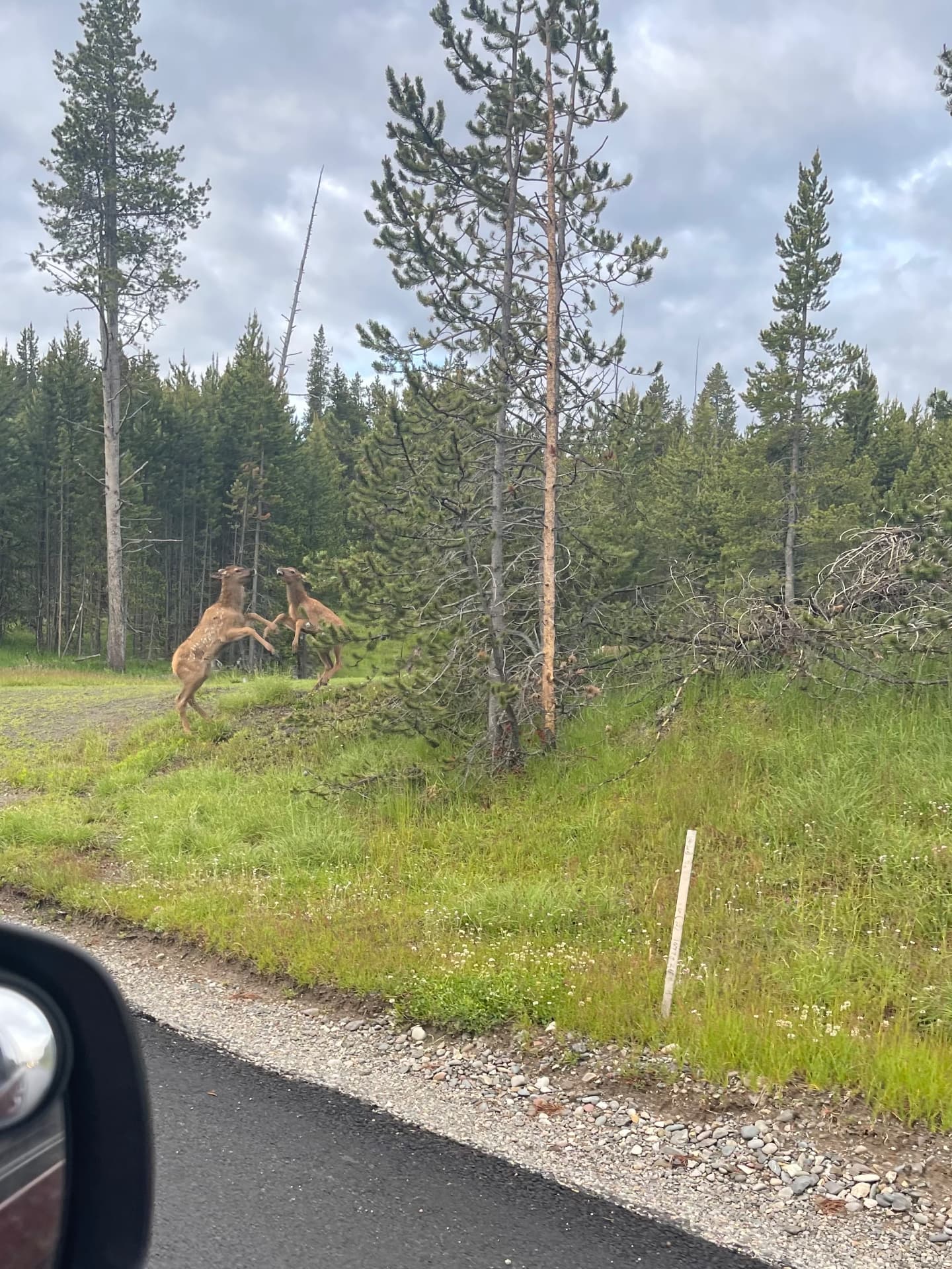 Two Fawns Playing — Yellowstone